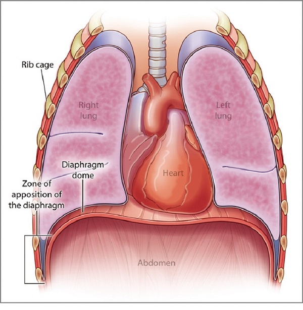 PHỔI BỊ KHÓA TRONG CƠ THỂ Ở ĐÂU? Nêu chức năng và cấu tạo của phổi?