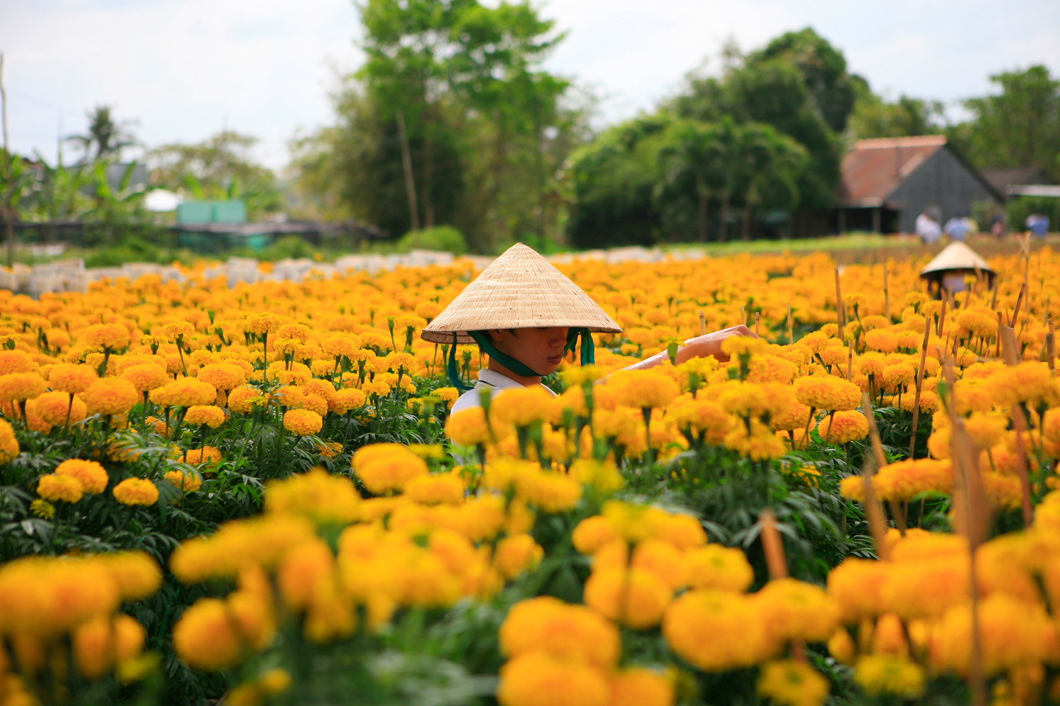 Làng Hoa Sa Đéc Đồng Tháp - Sa Dec Flower Village Travel Guide