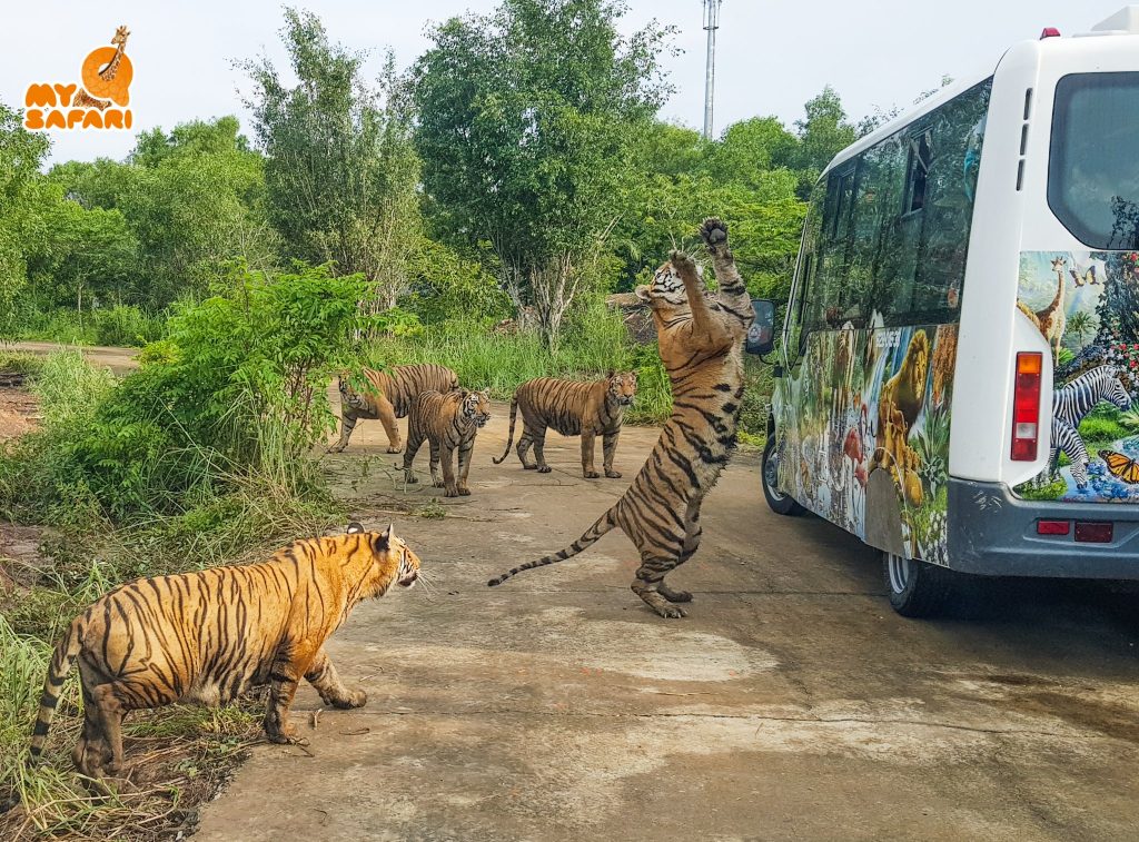 Vườn thú Mỹ Quỳnh - My Quynh Safari điểm đến hấp dẫn tại Long An